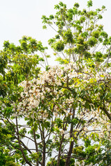 Fototapeta na wymiar white tecoma flower tree or Tabebuia rosea or white trumpet tree. flowers blooming on the tree.