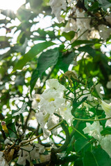 white tecoma flower tree or Tabebuia rosea or white trumpet tree. flowers blooming on the tree.