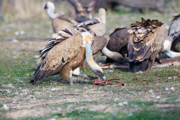The griffon vulture (Gyps fulvus) with prey in the background of other vultures. A large vulture in the foreground eats the remains of a carcass.