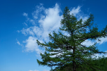 奥多摩、雲取山の登山風景、杉の木