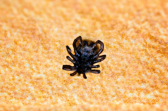 Dead Tick Lying On Its Back.