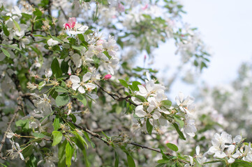 Spring madness. Bright blossoming trees in the sunny park	