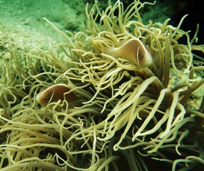 Fototapeta na wymiar Anemone fish swimming