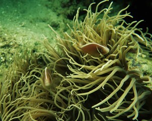 Fototapeta na wymiar Clownfish swimming and hiding