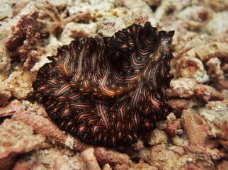Beautiful carpet flatworm