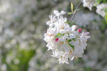 Spring madness. Bright blossoming trees in the sunny park	