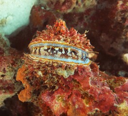 Brightly coloured mollusc