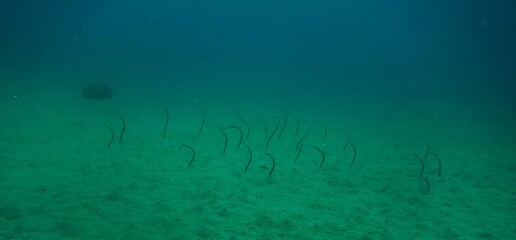 Garden eels on the lookout