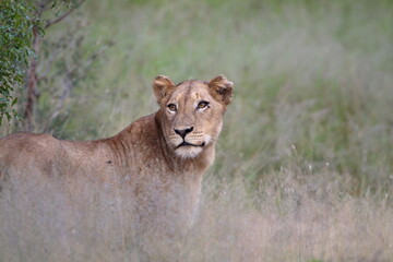 Lioness Standing