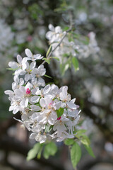 Spring madness. Bright blossoming trees in the sunny park	