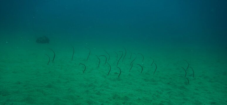 Garden Eels On The Lookout