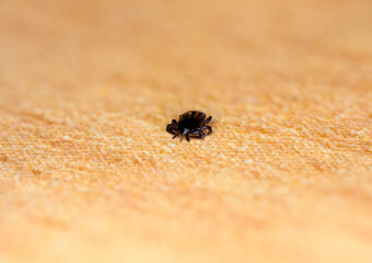Dead tick lying on the cloth.