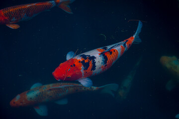 group of fishes of different colors seen from above in a pond