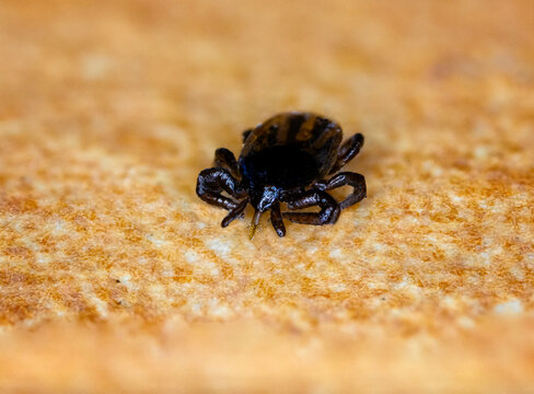 Dead Tick Lying On The Cloth.