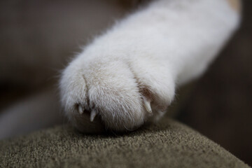 Fototapeta premium Close up image of the front left paw of a cat with nails slightly seen, on the surface of a brown textile covered sofa.
