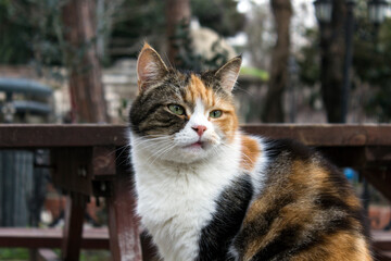Outdoors profile portrait of a stray calico cat with natural facial imperfections, making it seem like a bored, sour cat.