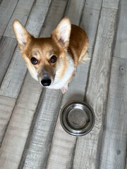 corgi dog with food bowl