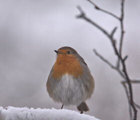 Robin redbreast perched on a branch in the snow.