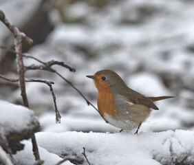 Robin redbreast perched on a branch in the snow.