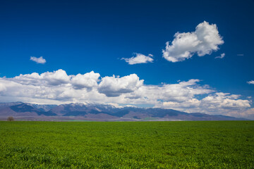 Obraz premium Green field against the background of snow-capped mountains
