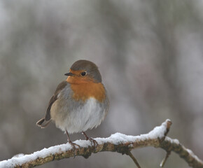 Obraz premium Robin redbreast perched on a branch in the snow.
