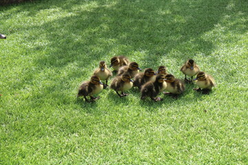 Eleven adorable baby ducklings isolated on grass
