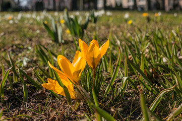 Signs of spring with spring flowers and vegetables in Malmo Sweden Skane
