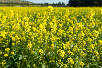 Fototapeta premium Yellow rapeseed flowers in the field