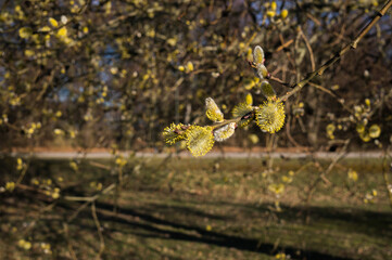 Signs of spring with spring flowers and vegetables in Malmo Sweden Skane