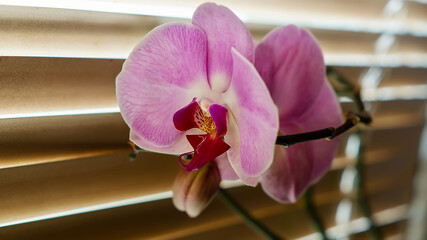 Pink orchid flower on the windowsill on the background of the blinds, close-up. Close-up of a blooming purple orchid. Close-Up Of The Plant. Elegant home decor. Floral, interior, natural concept.