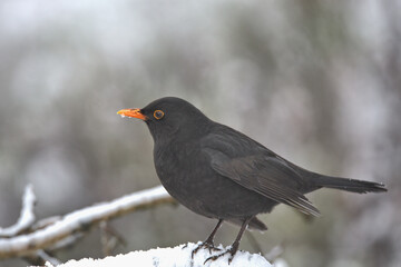 Common blackbird in the snow.
