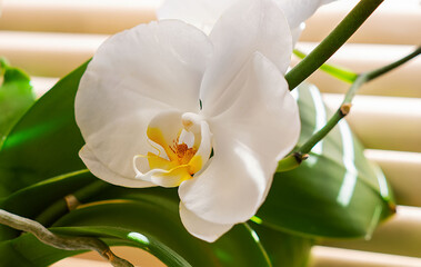 Obraz na płótnie Canvas White orchid flower on the windowsill against the background of blinds, close-up. Beautiful blooming white orchid. An exotic home flower. The concept of caring for indoor plants. Phalaenopsis.