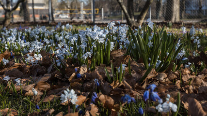 Signs of spring with spring flowers and vegetables in Malmo Sweden Skane