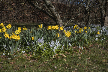 Signs of spring with spring flowers and vegetables in Malmo Sweden Skane