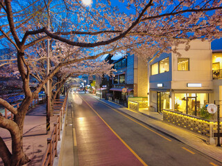 Night view of spring oncheoncheon stream, Busan, South Korea, Asia.