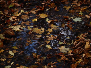 autumn leaves in water