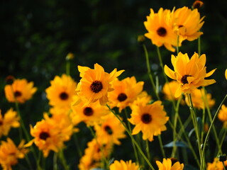 yellow flowers in the garden