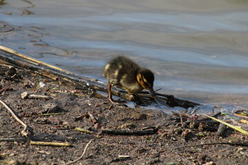 duckling fishing