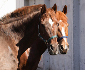 Two horses in a corral.