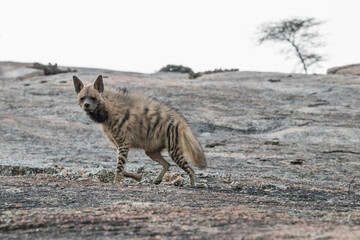 Obraz na płótnie Canvas indian striped hyena in the wild
