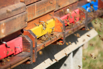Fototapeta na wymiar Bienen kehren zu ihrem Stock zurück