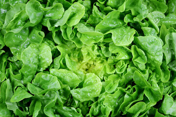 fresh organic batavia lettuce for background use
