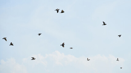 group of pigeon flying in blue sky background        