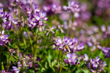 田園地域春の訪れ