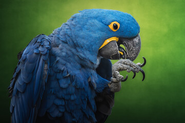 Hyacinth Macaw or Hyacinthine Macaw, Anodorhynchus hyacinthinus, detail blue parrot on a green background