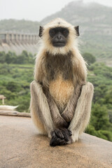 portrait of langoor in monsoon