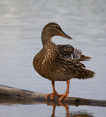 Fototapeta premium Bird