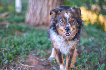Happy smilling young dog in the park on the grass looking at the camera
