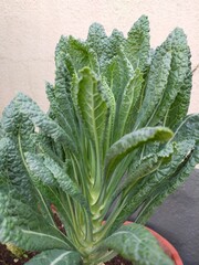 Salads leaf