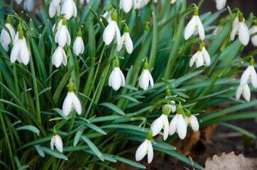 Snowdrops in early spring in the park